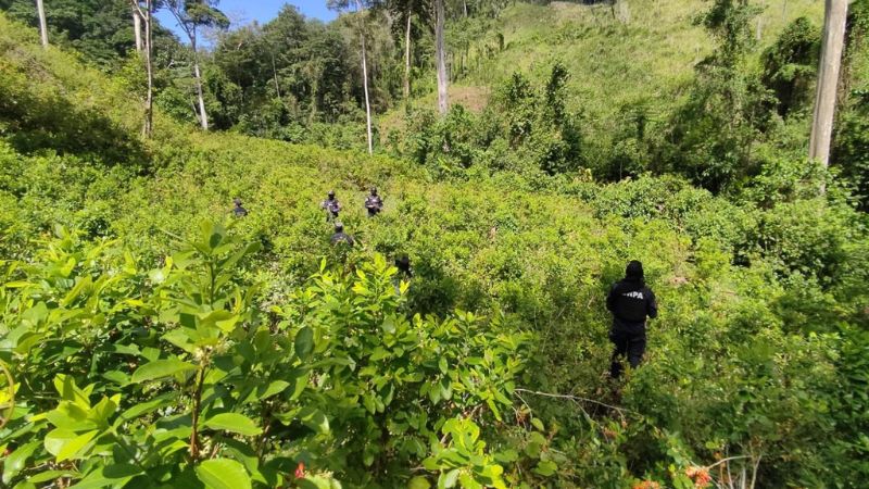 Erradican 35,000 arbustos de coca