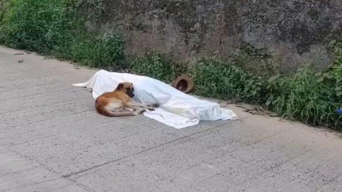 perro junto cadáver de su dueño