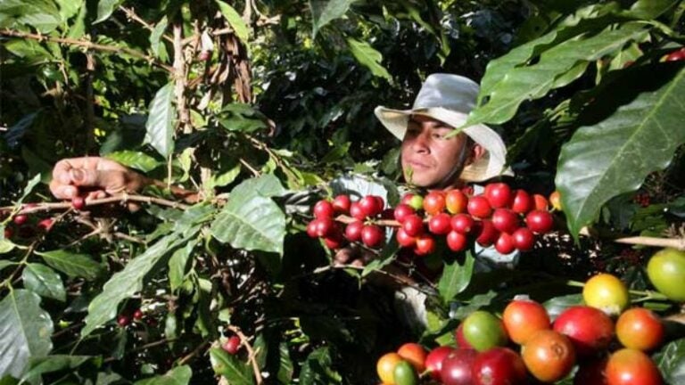 Café hondureño sigue sin cumplir el requisito libre de deforestación