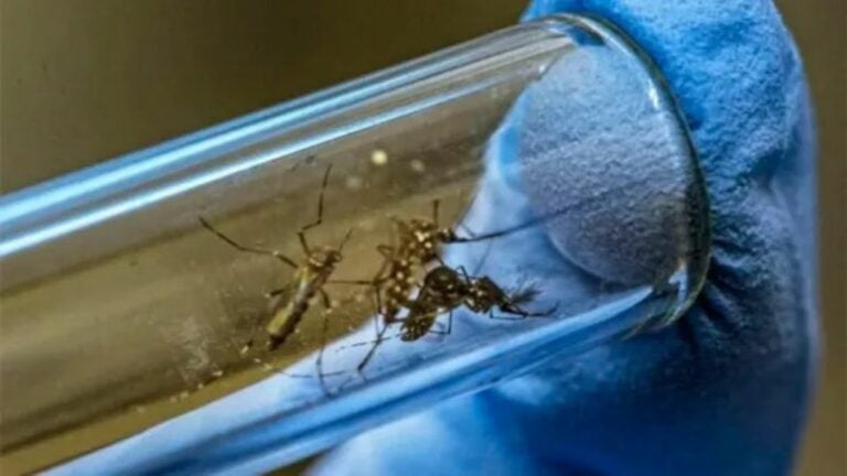 Analizan resultados a un año de liberar mosquitos con Wolbachia en barrio capitalino