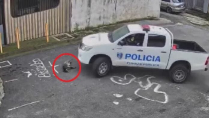 Cuatro policías a juicio por atropellar a un perro en Costa Rica