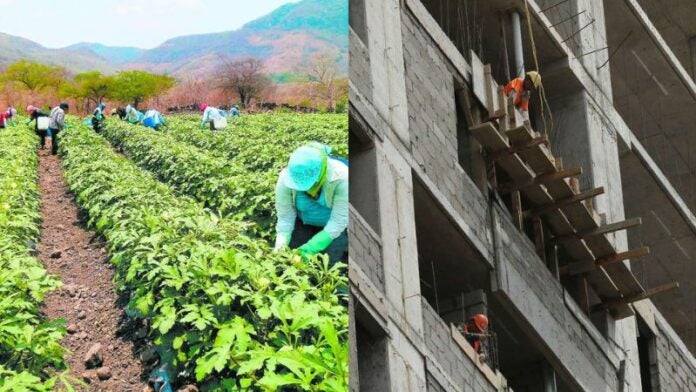 Migración escasea mano de obra calificada en agricultura y construcción