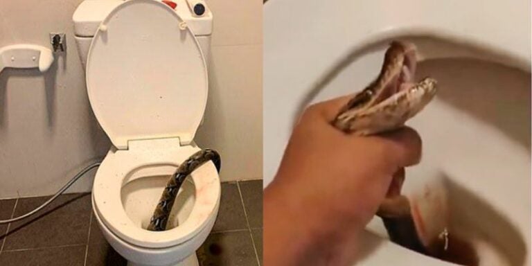 Serpiente muerde a hombre en los testículos en el baño