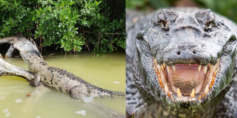 Presencia de cocodrilos y lagartos mantiene preocupados a los pobladores del sur