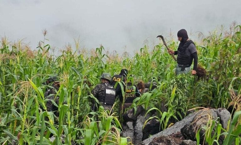 Erradican plantaciones marihuana Lempira