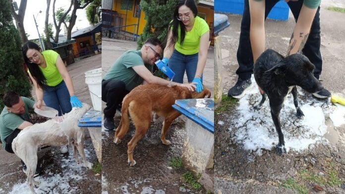 Patitas UNAH baña a perritos