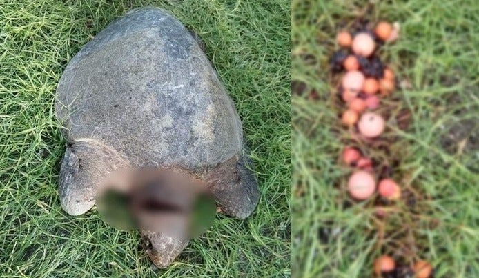 Choluteca matan tortuga huevos