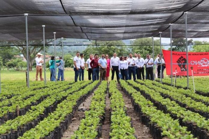 Lanzan el programa de Renovación del Parque Cafetero Nacional