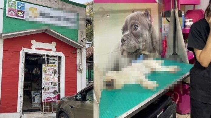 Joven recibe a su perro sin vida tras llevarlo a peluquería en Valle de Ángeles