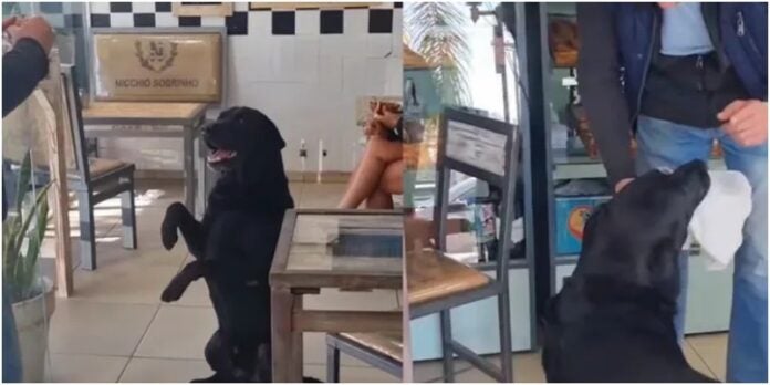 Perro panadería