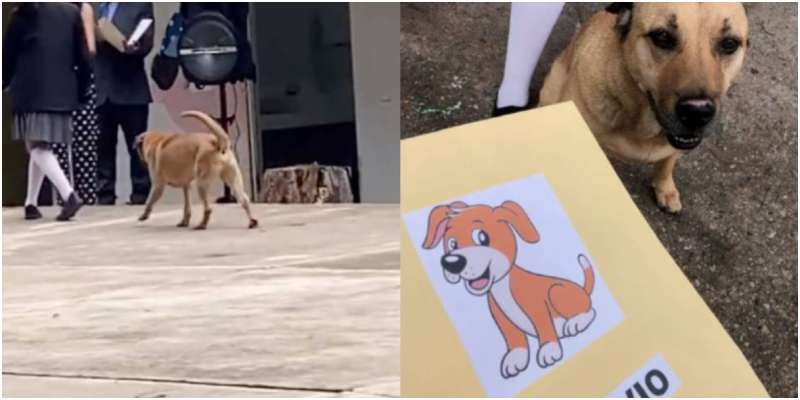 perro se gradúa de primaria