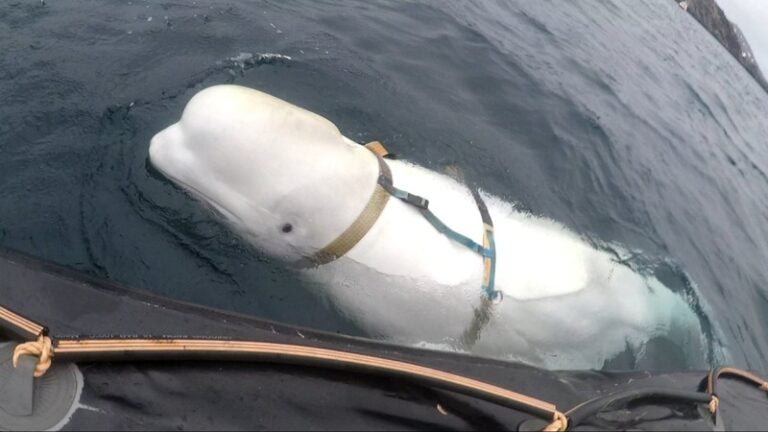 hallan muerta a la ballena espía rusa