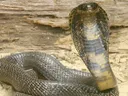 cobra_real_2