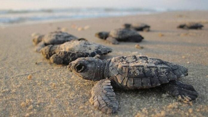 Comienza temporada de veda de la tortuga golfina en Honduras