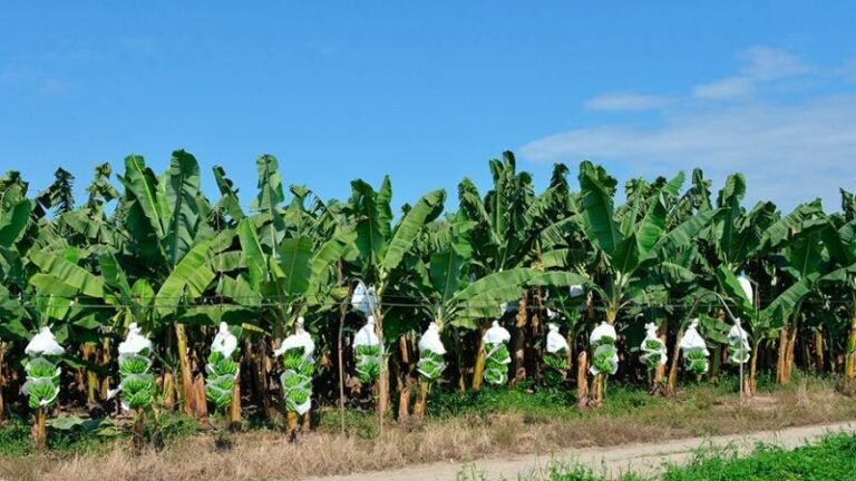 Más 1,200 hectáreas de tierra bajo amenazas de invasión en Colón