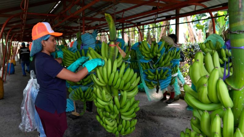 China exige garantías de producción a bananeros para inicial exportaciones