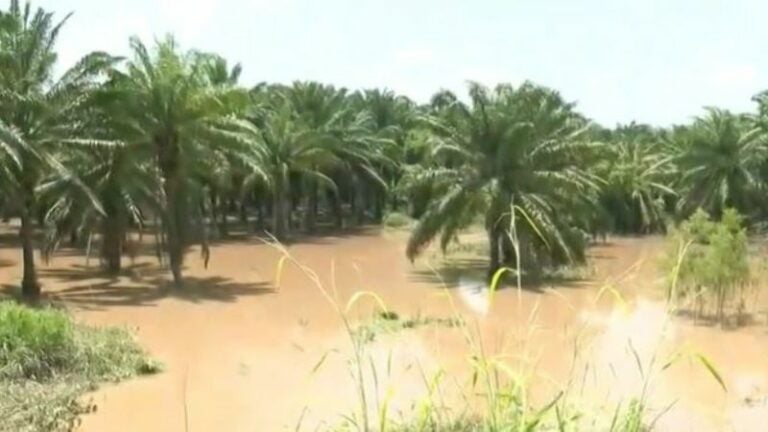 El Valle de Sula es uno de los sectores más vulnerables a inundaciones en Honduras.