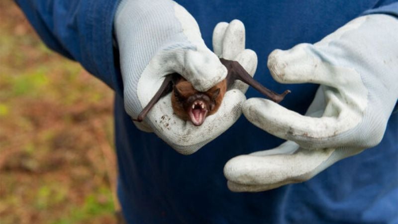 alerta epidemiológica Honduras por rabia