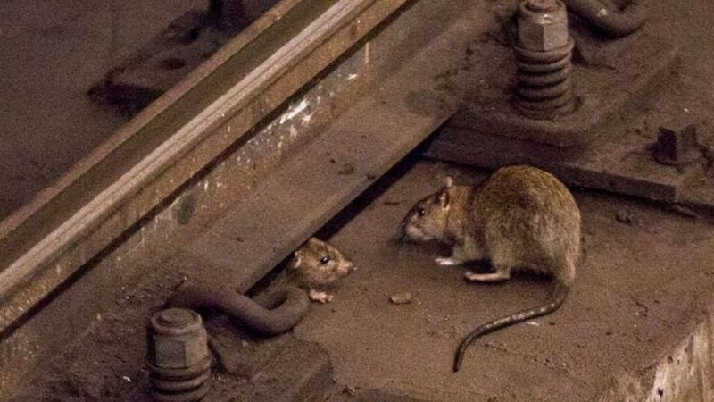 Cumbre nacional para acabar con las ratas urbanas en Nueva York, USA