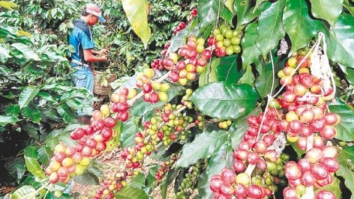 Productores reportan baja producción de café en Olancho