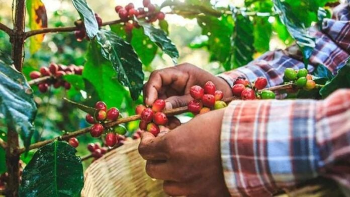 Inicia la cosecha cafetalera