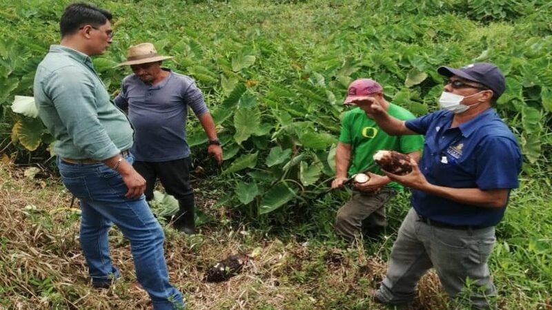 Productores de Malanga reportan baja en sus exportaciones