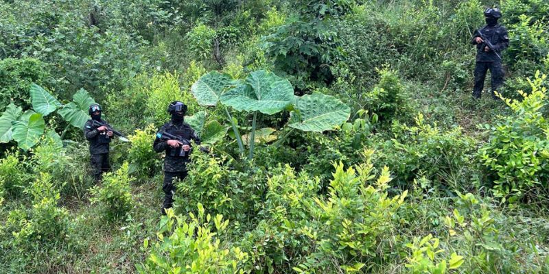 Incautan 64 mil arbustos de hoja de coca en parque "Pico Bonito"