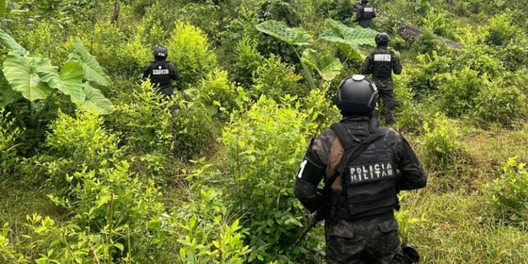 Incautan 64 mil arbustos de hoja de coca en parque "Pico Bonito"