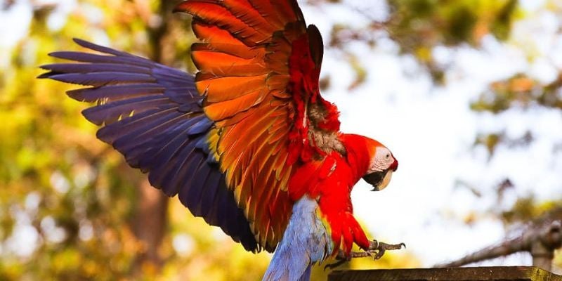 Inician preliberación de 13 guacamayas en el Parque Nacional Celaque