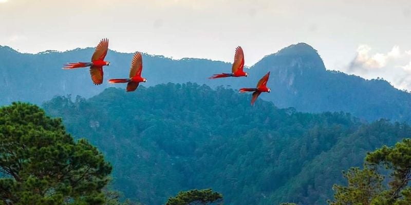 Inician preliberación de 13 guacamayas en el Parque Nacional Celaque