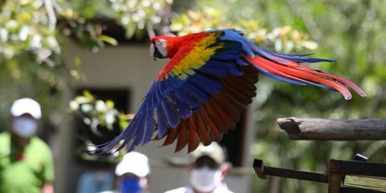 Inician preliberación de 13 guacamayas en el Parque Nacional Celaque