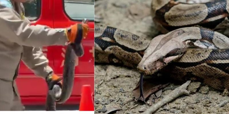 Video: Hallan enromé serpiente dentro de un vehículo en TGU