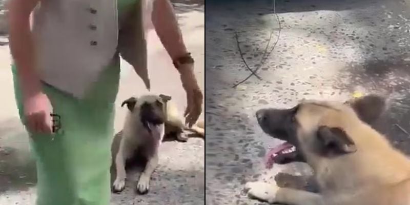 Video: Mujer arrastra a un perro con su vehículo porque "se lo dañó"