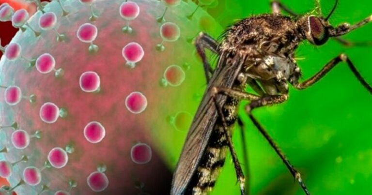 Sesal emite alerta por virus Oropouche, transmitido por la picadura de insectos