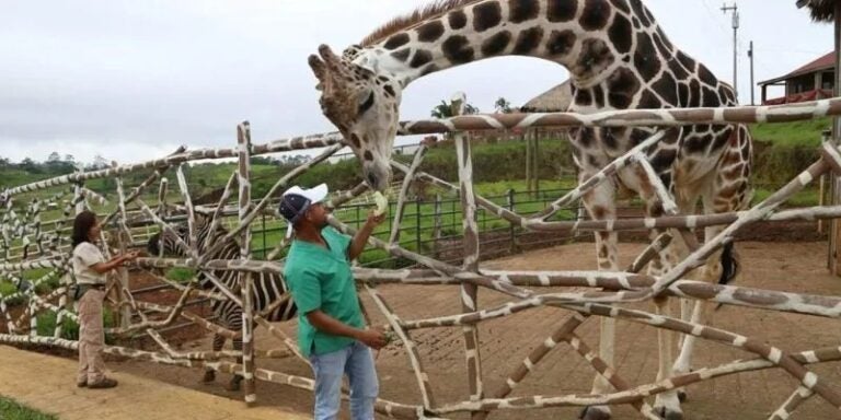 Exempleados del zoológico Joya Grande exigen pago de salarios