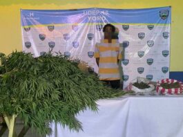 Cae sujeto en posesión de marihuana en Yoro