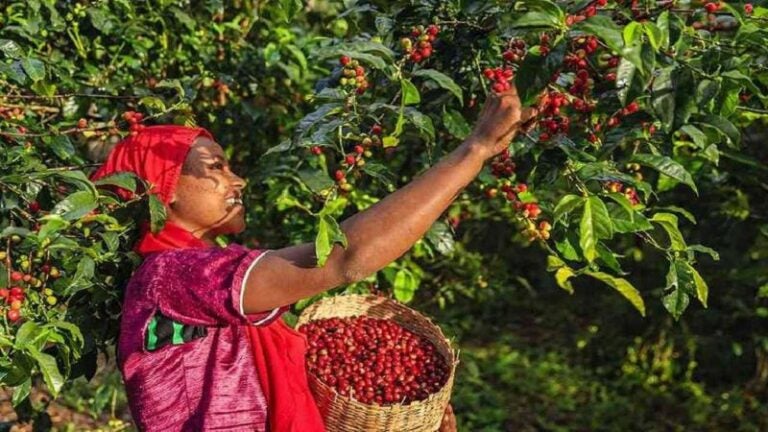 Más de un 20% de mujeres representan el rubro del café en Honduras