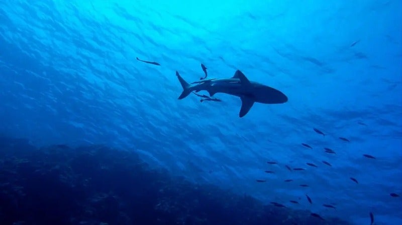 Biólogo recomienda no atacar a tiburones en caso de avistamiento en playas de Honduras