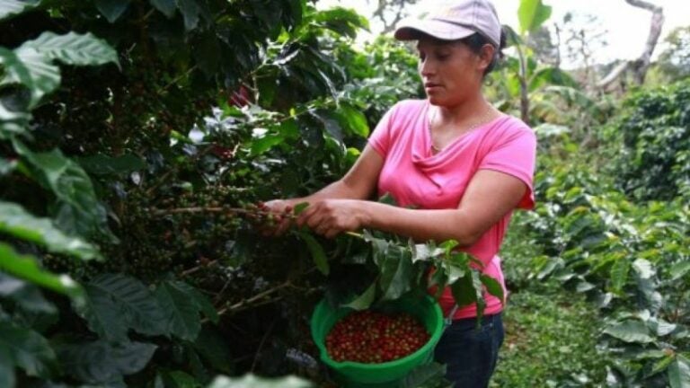 Cafetaleros piden prórroga para la aplicación del Reglamento de no Desforestación de UE