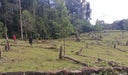 deforestacion7