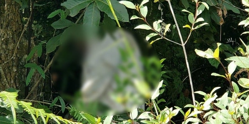 Colgado de un árbol hallan muerto a hombre en TGU