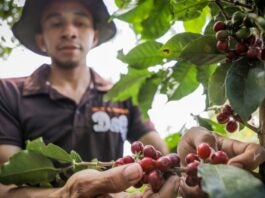 café de Honduras