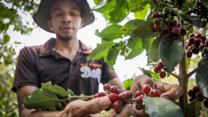 café de Honduras