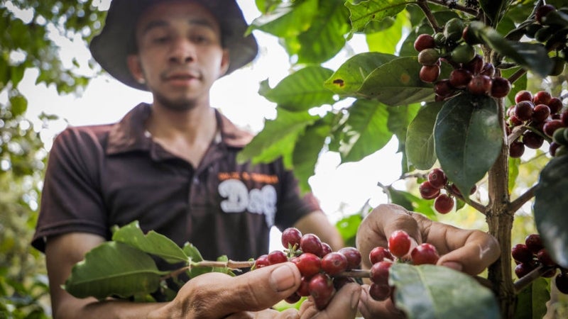 café de Honduras