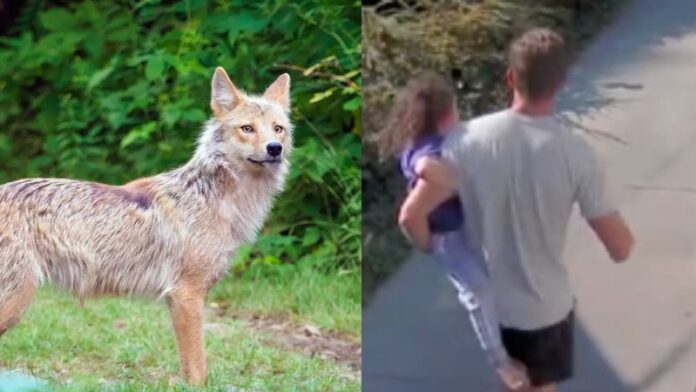 coyote persigue a una niña USA