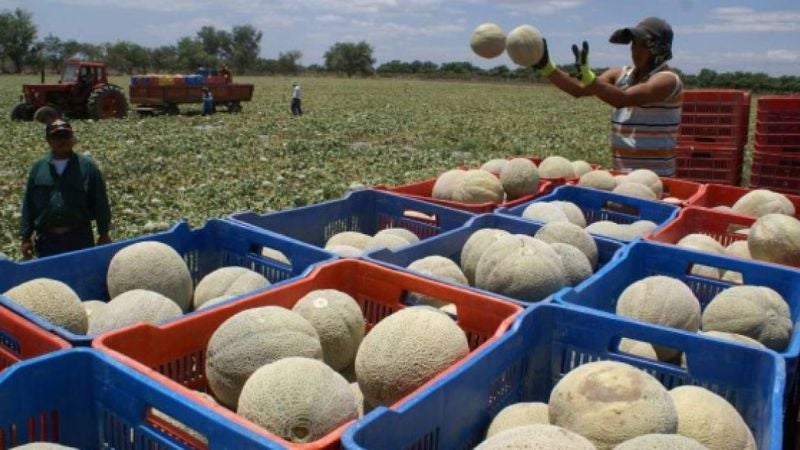 Empacadora de melones despide a empleados por baja demanda en USA