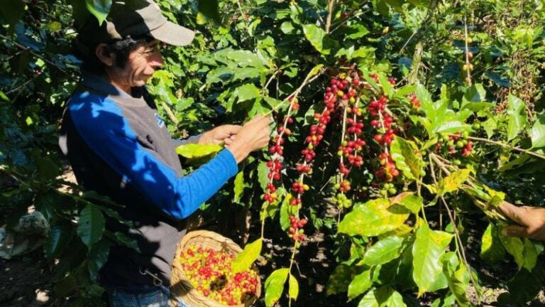 Fuga de mano de obra afectará recolección de café, temen productores