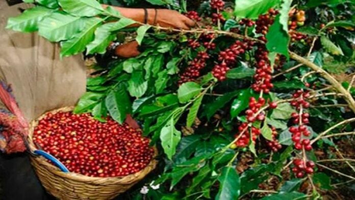 Con innovaciones tecnológicas buscan mejorar producción de café, frijol y maíz