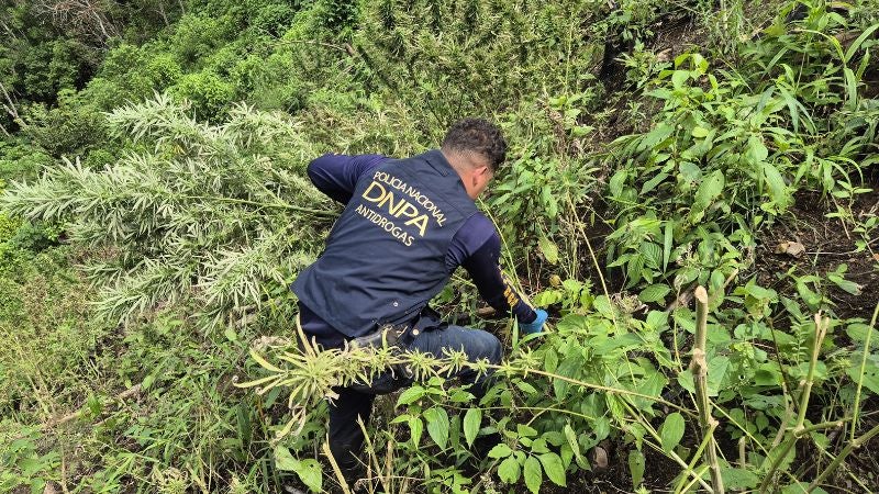 Marihuana en Gualaco 