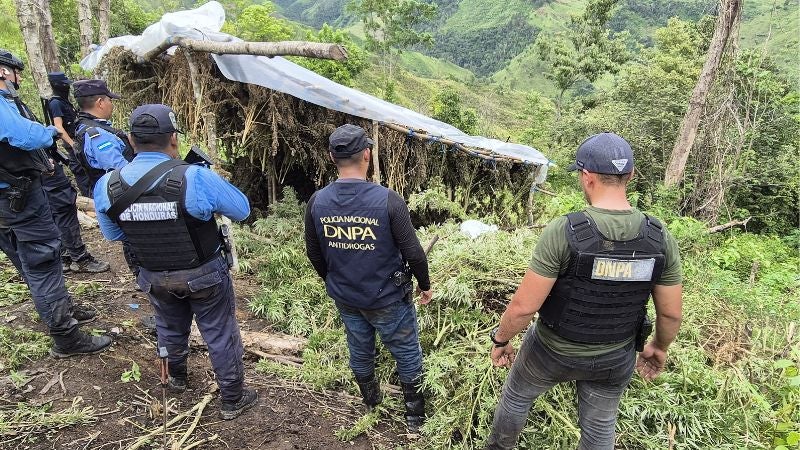 Marihuana en Gualaco 
